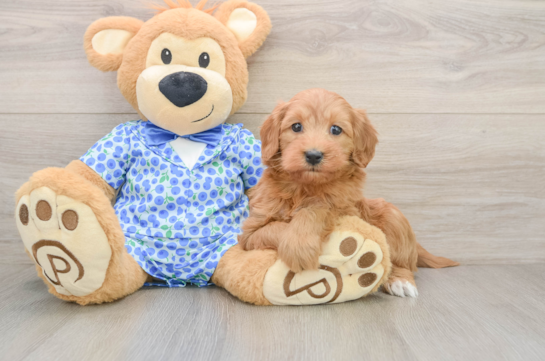 Hypoallergenic Mini Goldiepoo Poodle Mix Puppy