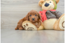 Energetic Golden Doodle Poodle Mix Puppy