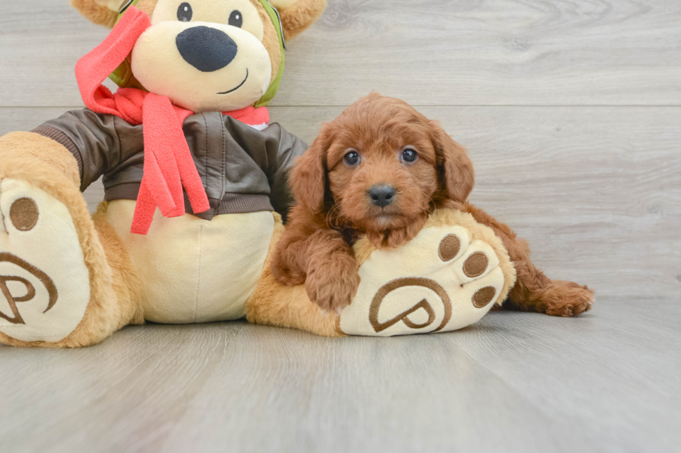 Friendly Mini Goldendoodle Baby