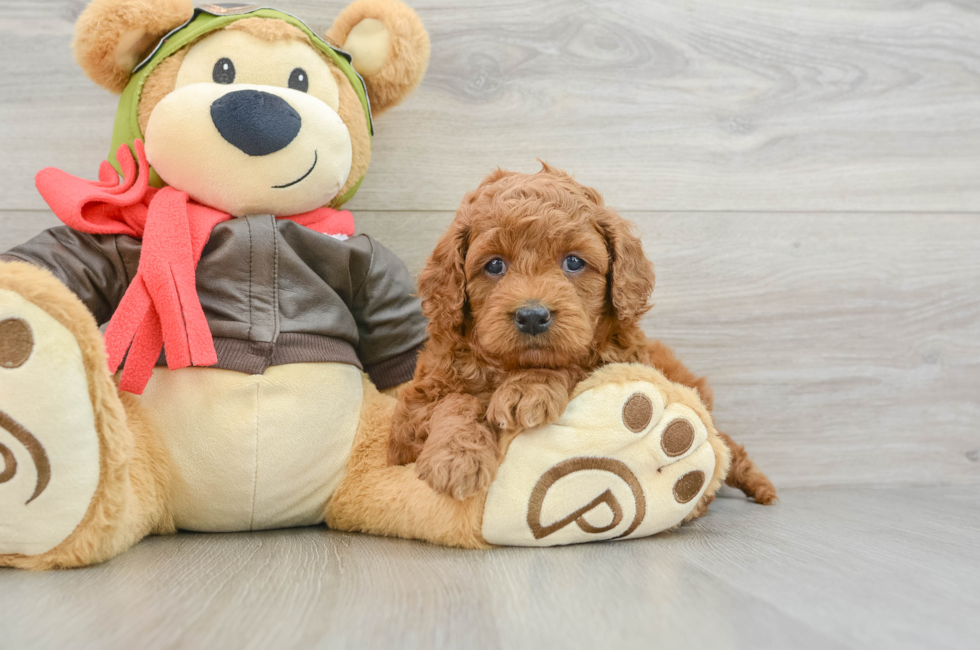 6 week old Mini Goldendoodle Puppy For Sale - Florida Fur Babies