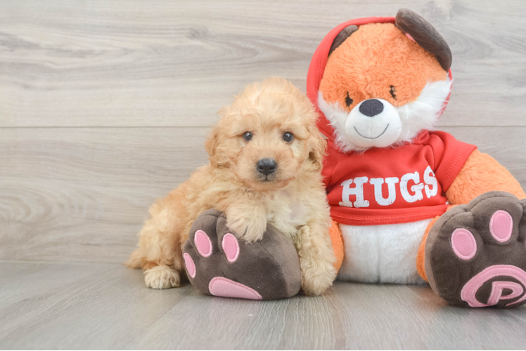 Cute Mini Goldendoodle Baby