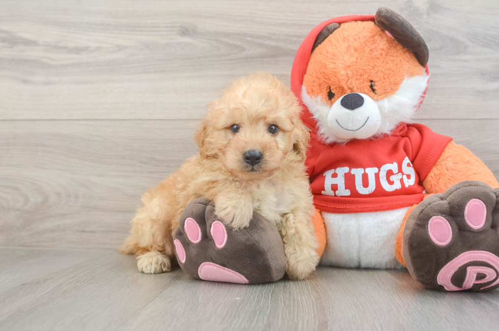 5 week old Mini Goldendoodle Puppy For Sale - Florida Fur Babies