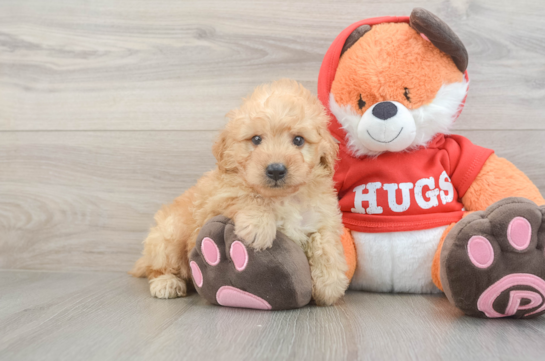 Cute Mini Goldendoodle Baby