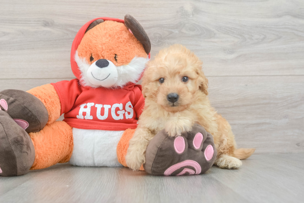 Happy Mini Goldendoodle Baby