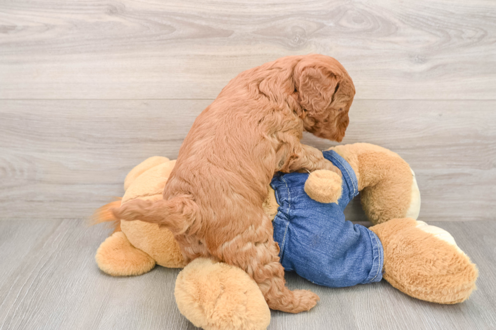 Cute Mini Goldendoodle Baby