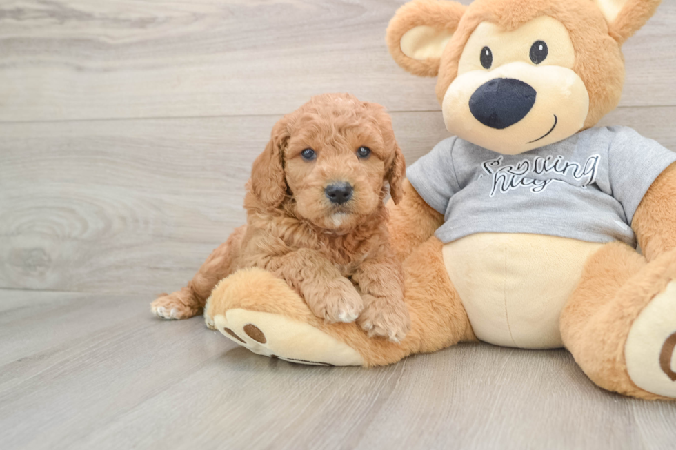 Mini Goldendoodle Puppy for Adoption