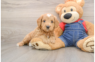 Mini Goldendoodle Pup Being Cute