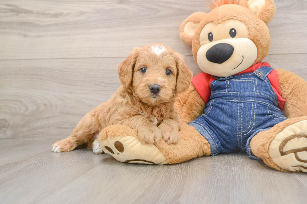 Mini Goldendoodle Pup Being Cute