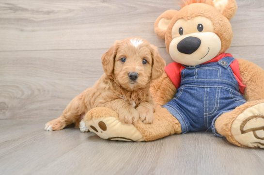 Mini Goldendoodle Pup Being Cute