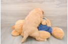 Best Mini Goldendoodle Baby