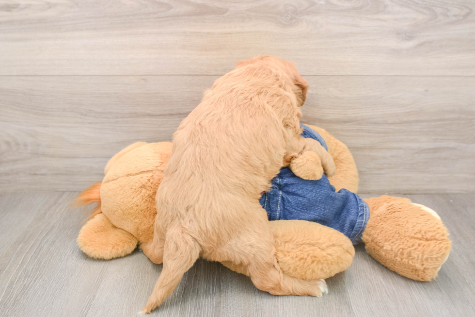Best Mini Goldendoodle Baby