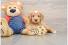 Hypoallergenic Mini Goldiepoo Poodle Mix Puppy