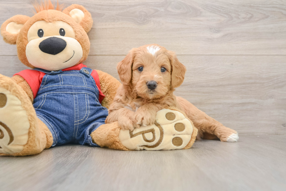 Hypoallergenic Mini Goldiepoo Poodle Mix Puppy