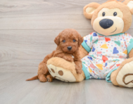 5 week old Mini Goldendoodle Puppy For Sale - Florida Fur Babies