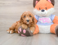 5 week old Mini Goldendoodle Puppy For Sale - Florida Fur Babies