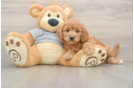 Happy Mini Goldendoodle Baby