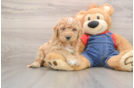 Playful Mini Groodle Poodle Mix Puppy