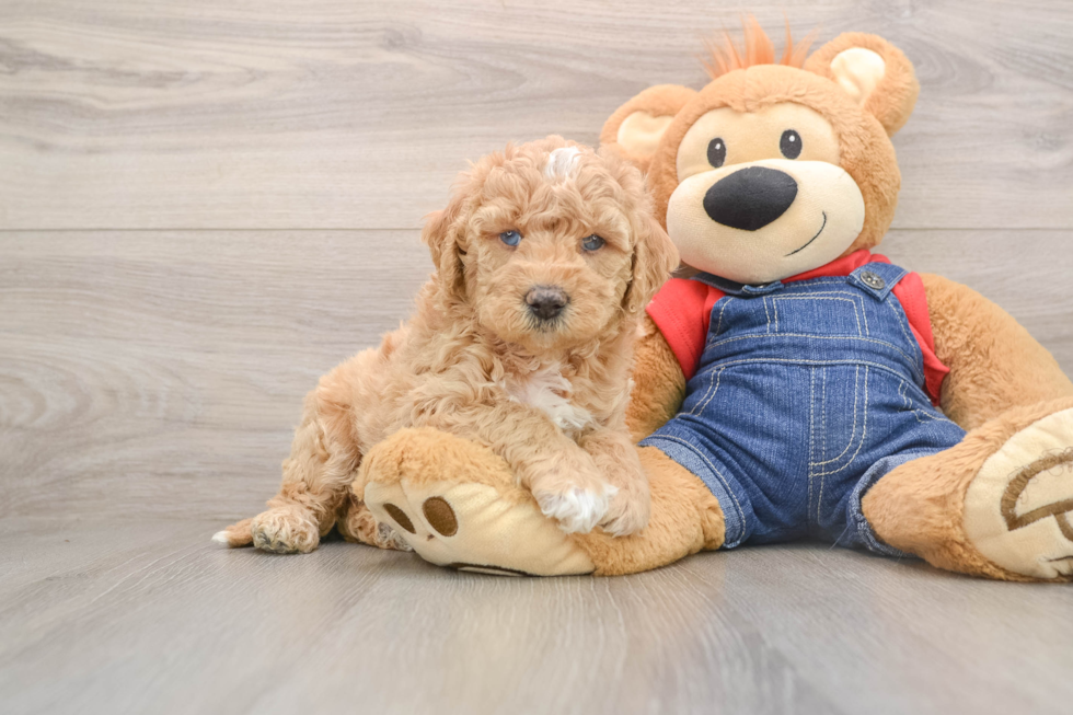 Playful Mini Groodle Poodle Mix Puppy