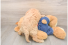 Best Mini Goldendoodle Baby