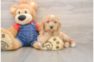 Hypoallergenic Mini Goldiepoo Poodle Mix Puppy
