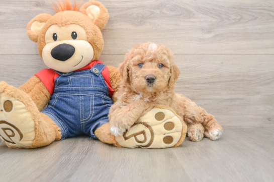 Hypoallergenic Mini Goldiepoo Poodle Mix Puppy