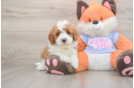 Mini Goldendoodle Pup Being Cute
