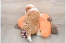 Mini Goldendoodle Pup Being Cute