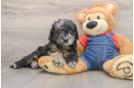 Petite Mini Goldendoodle Poodle Mix Pup