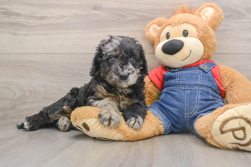 Petite Mini Goldendoodle Poodle Mix Pup
