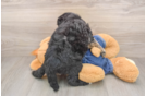 Happy Mini Goldendoodle Baby