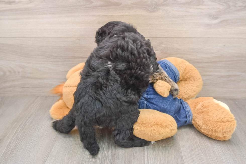Happy Mini Goldendoodle Baby