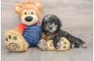 Mini Goldendoodle Pup Being Cute