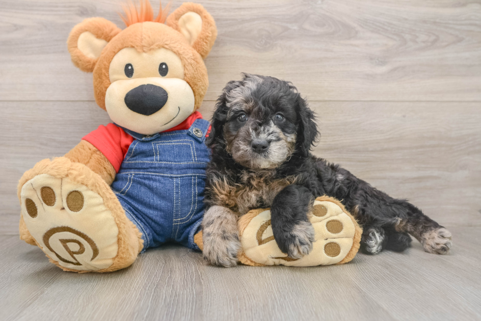 Mini Goldendoodle Pup Being Cute