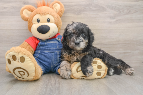 Mini Goldendoodle Pup Being Cute