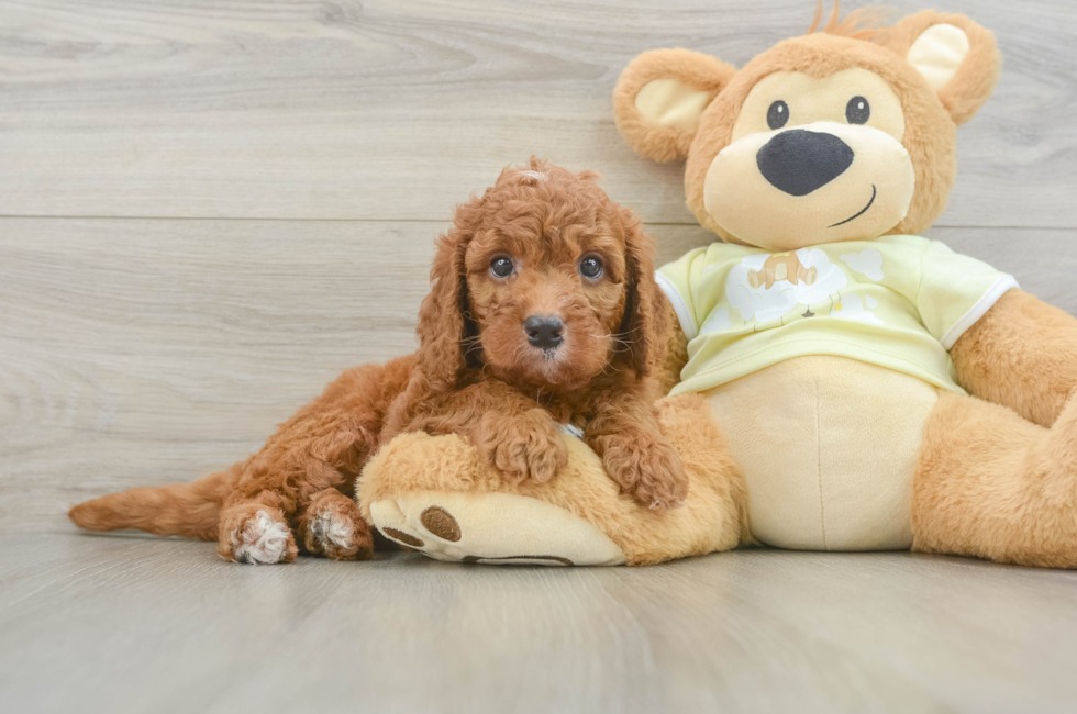 7 week old Mini Goldendoodle Puppy For Sale - Florida Fur Babies