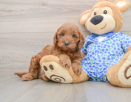 8 week old Mini Goldendoodle Puppy For Sale - Florida Fur Babies