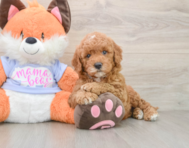 5 week old Mini Goldendoodle Puppy For Sale - Florida Fur Babies