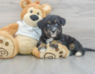 6 week old Mini Huskydoodle Puppy For Sale - Florida Fur Babies