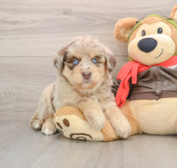 5 week old Mini Huskydoodle Puppy For Sale - Florida Fur Babies