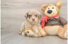 Mini Huskydoodle Puppy for Adoption