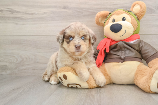 Mini Huskydoodle Puppy for Adoption