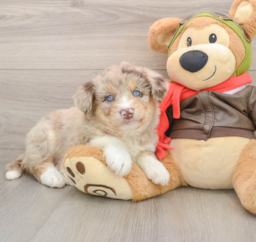 6 week old Mini Huskydoodle Puppy For Sale - Florida Fur Babies