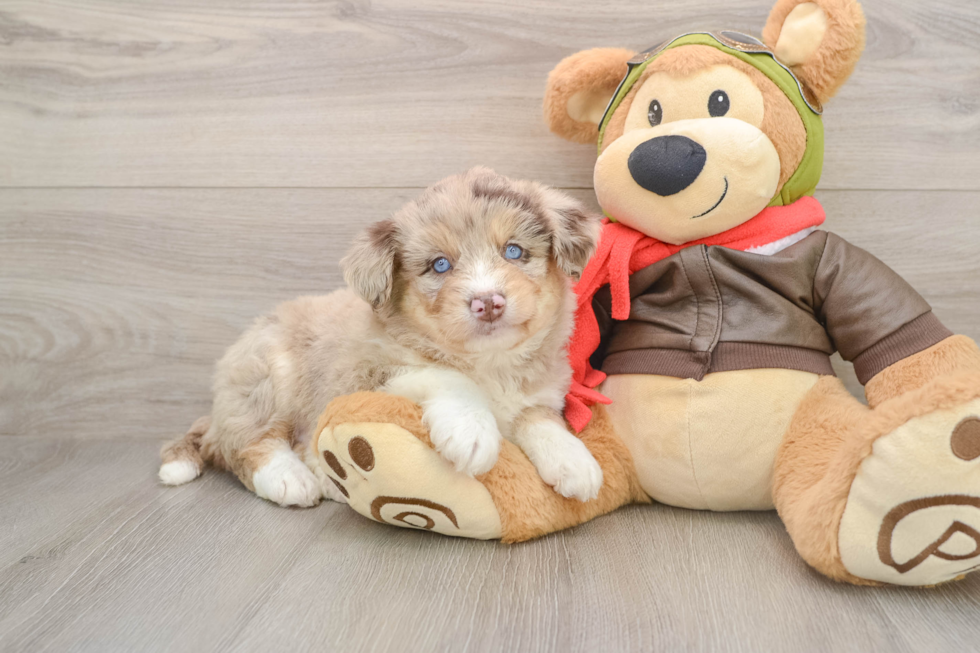 Cute Husky Poodle Poodle Mix Puppy