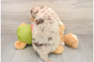 Cute Husky Doodle Poodle Mix Puppy