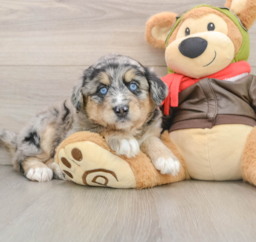 5 week old Mini Huskydoodle Puppy For Sale - Florida Fur Babies