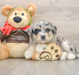 5 week old Mini Huskydoodle Puppy For Sale - Florida Fur Babies