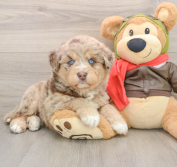 5 week old Mini Huskydoodle Puppy For Sale - Florida Fur Babies