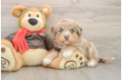 Cute Mini Huskydoodle Poodle Mix Pup