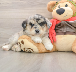 6 week old Mini Huskydoodle Puppy For Sale - Florida Fur Babies