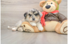 Mini Huskydoodle Pup Being Cute